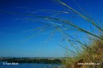 Stipa capillata