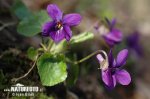 Viola d’olor