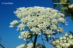 Wild Carrot