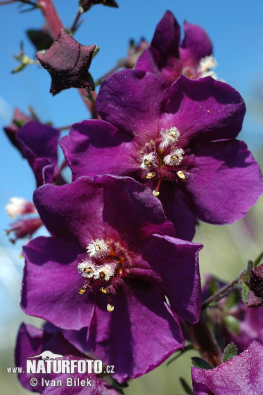 紫毛蕊花
