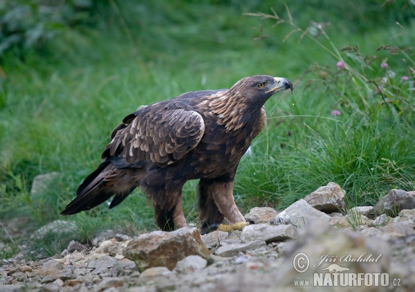 Águila real