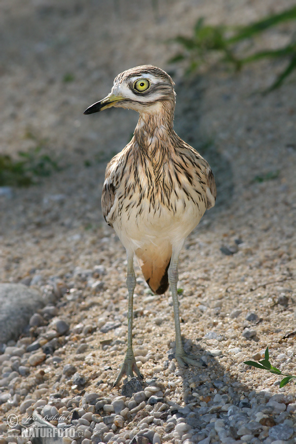 Alcaraván común