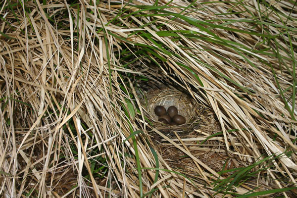 Anthus pratensis