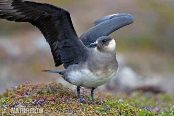 Arctic Skua (Stercorarius parasiticus)