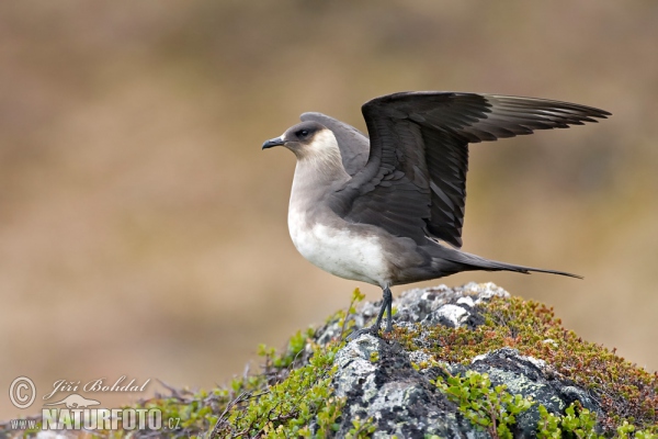 Arctic Skua (Stercorarius parasiticus)