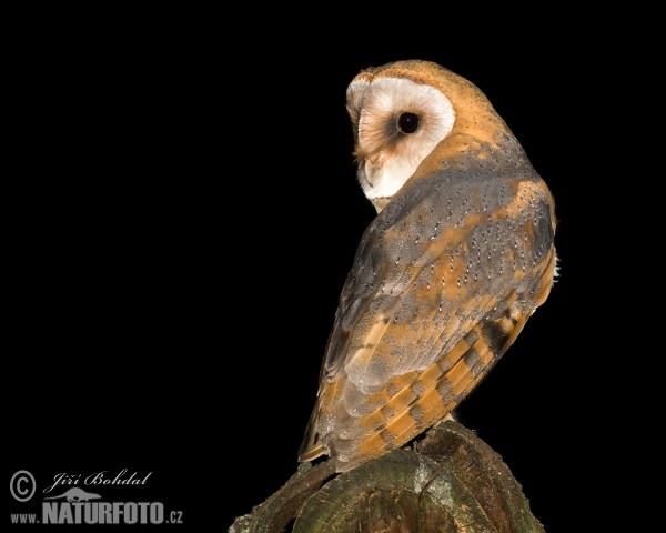 Barn Owl (Tyto alba)