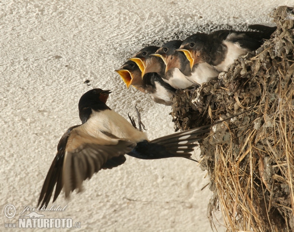 Barn Swallow (Hirundo rustica)