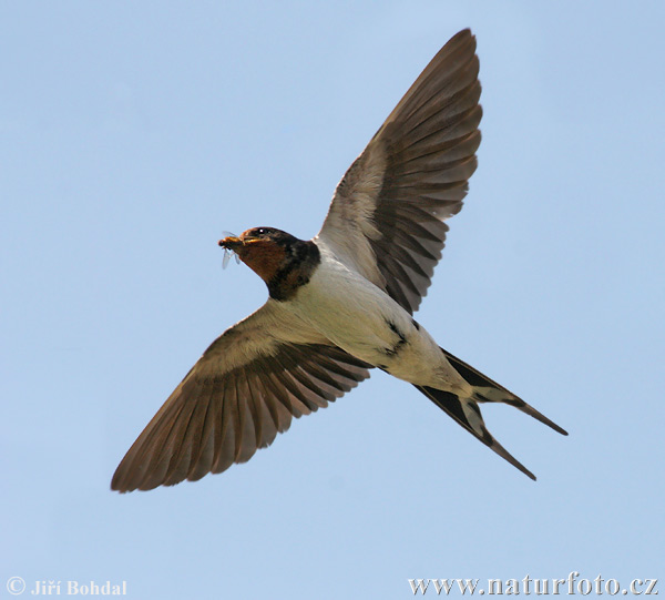 Barn Swallow Photo 10