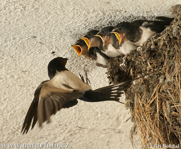 Barn Swallow Barn Swallow Hirundo rustica Czech Republic July 2006