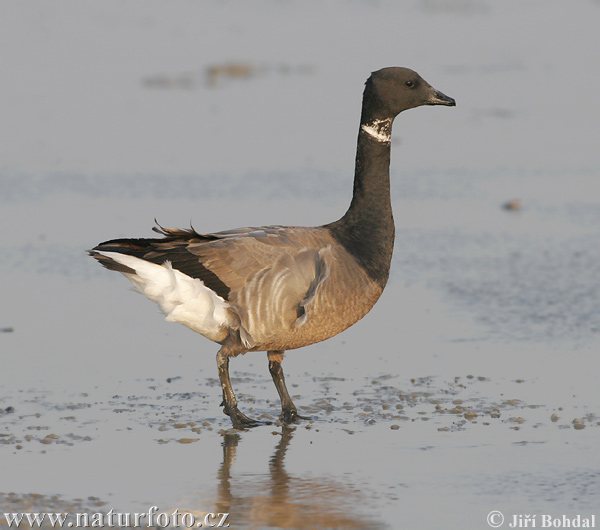 Barnacla carinegra