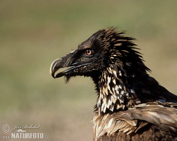 Bearded Vulture (Gypaetus barbatus)
