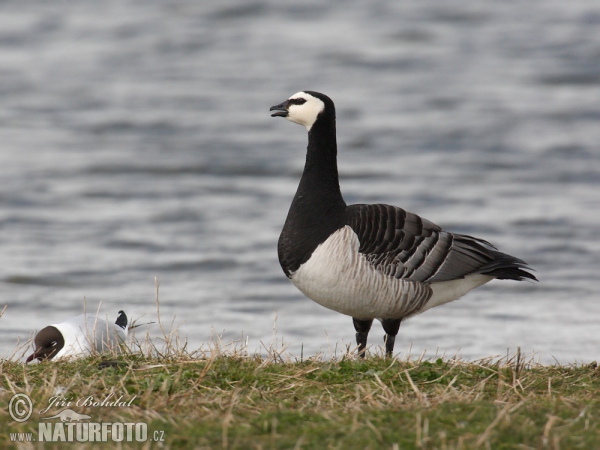 Bernacle Goose (Branta leucopsis)