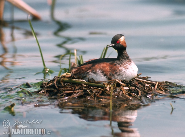 Black-necked Grebe (Podiceps nigricollis)