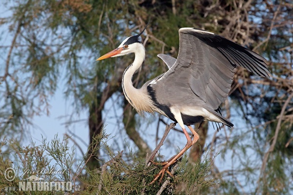 Blauwe reiger