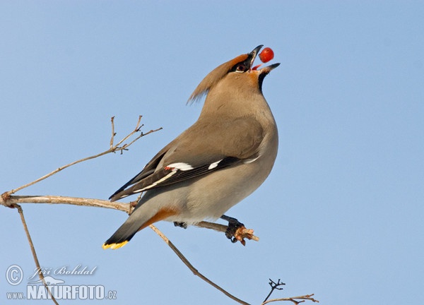 Bohemian Waxwing (Bombycilla garrulus)