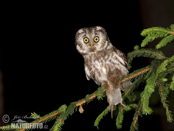 Boreal Owl (Aegolius funereus)