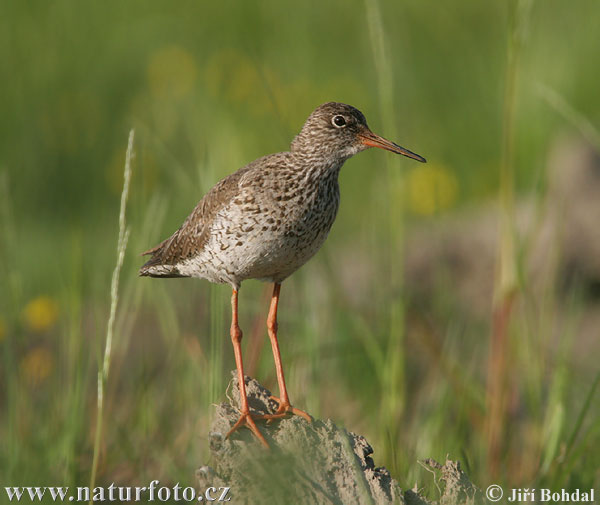 Burung Kedidi Kaki Merah