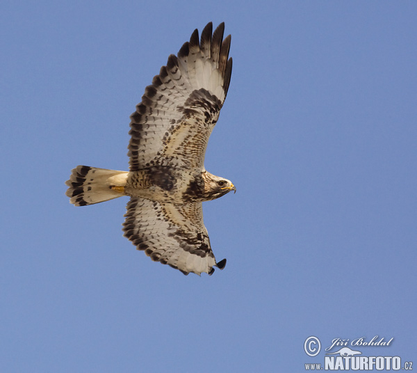 Buteo lagopus