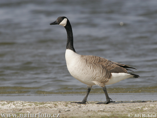 trillium canada goose