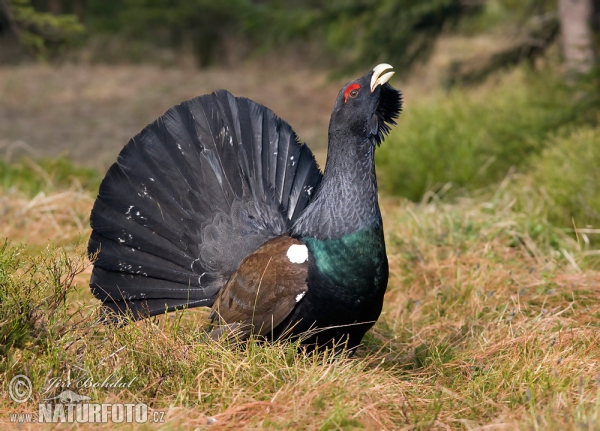 Capercaillie (Tetrao urogallus)