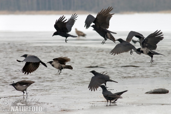 Carrion Crow (Corvus corone corone)
