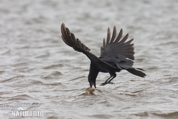 Carrion Crow (Corvus corone corone)