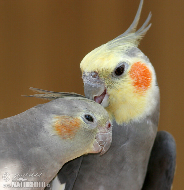 Cockatiel (Nymphicus hollandicus)