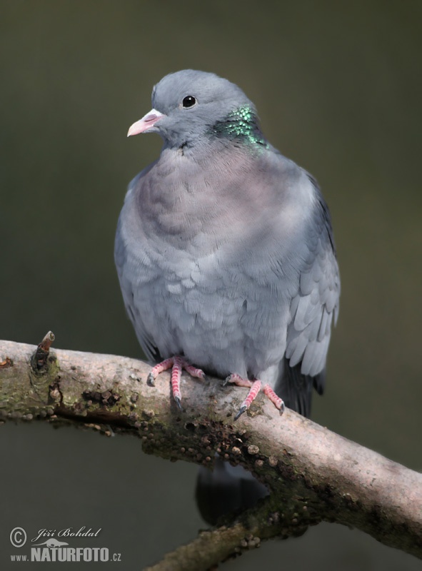 Columba oenas