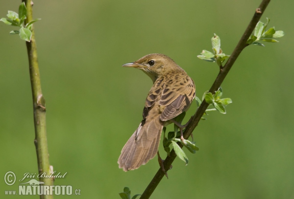 Common Grasshopper-Warbler (Locustella naevia)