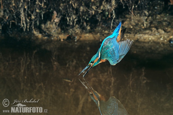 Common Kingfisher (Alcedo atthis)