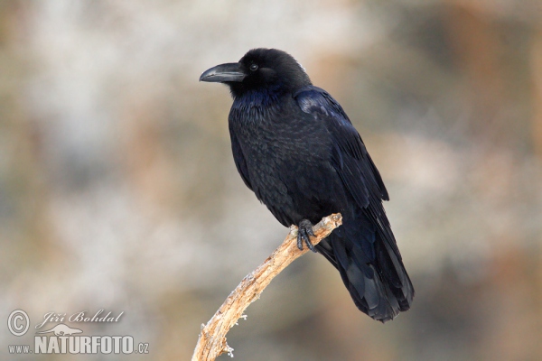 Common Raven (Corvus corax)