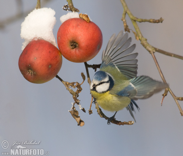 Cyanistes caeruleus