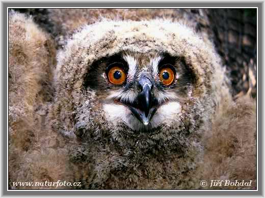 Eagle Owl Czech Republic May 1994 Photo no 75