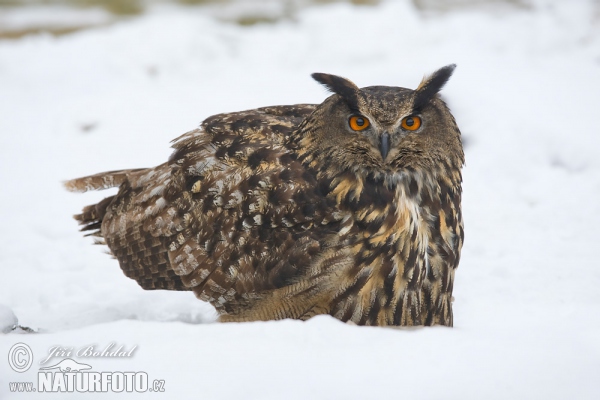 Eagle Owl (Bubo bubo)