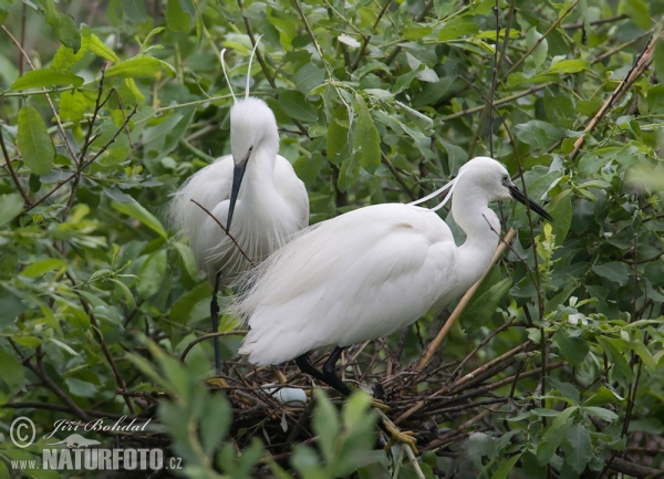 Egretta garzetta