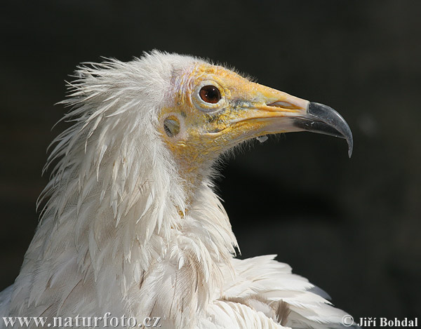 egyptian-vulture-30589.jpg