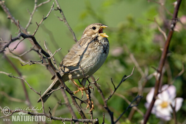 Emberiza calandra