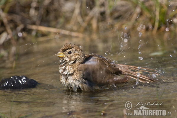 Emberiza calandra