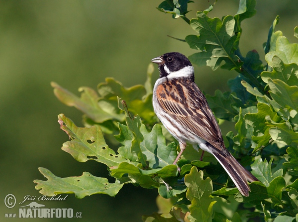 Emberiza schoeniclus