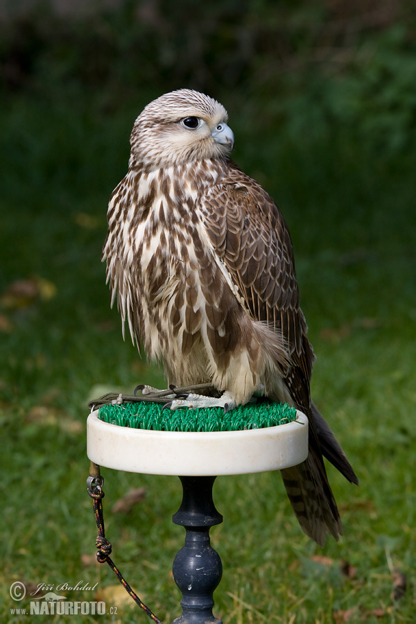 Falco sacro