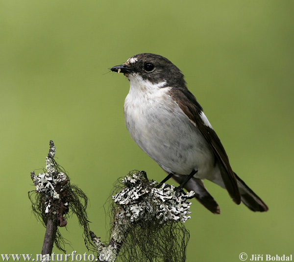 Ficedula hypoleuca