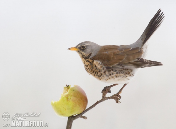 Fieldfare (Turdus pilaris)