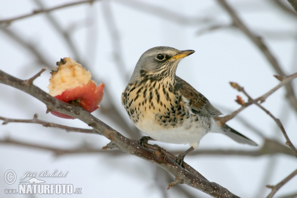 Fieldfare (Turdus pilaris)