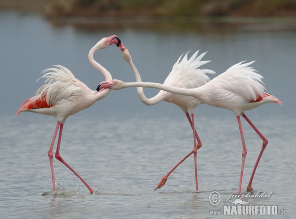 Flamant des Caraïbes