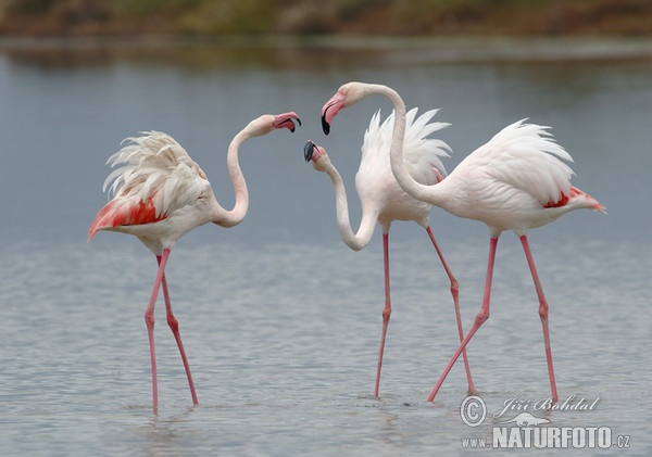 Flamingo-americano