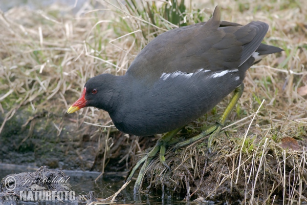 Gallinule poule-d'eau