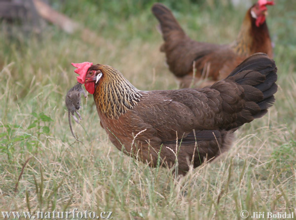 Gallus gallus domesticus