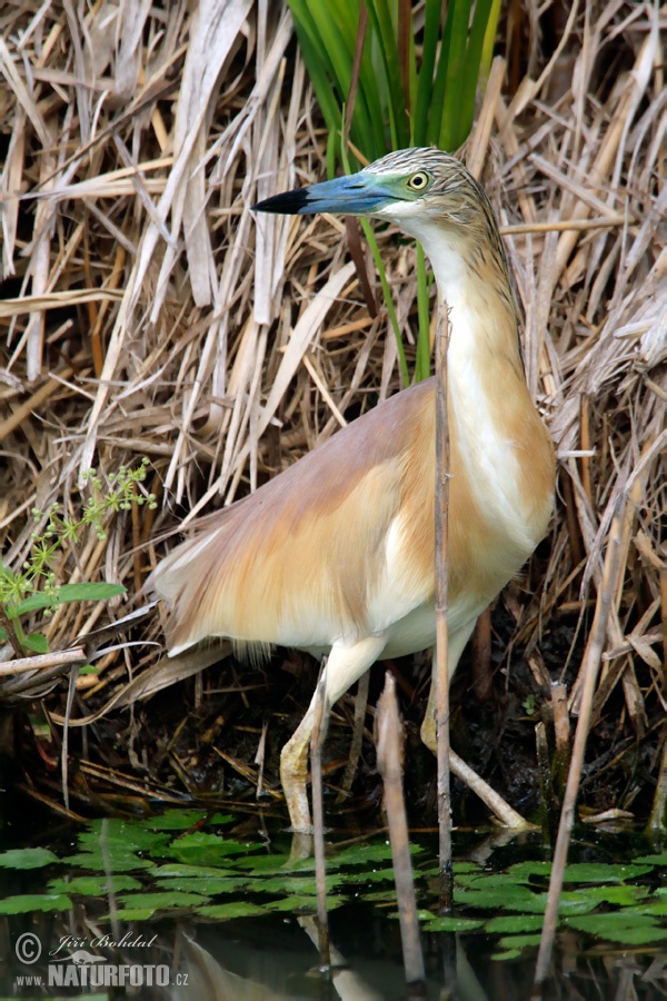 Garcilla cangrejera