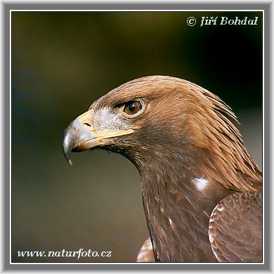 golden eagle pictures