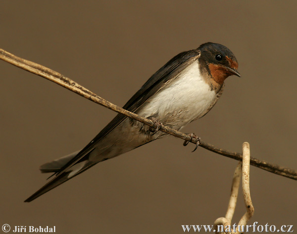 Golondrina común